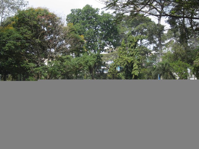Hoa xuân tràn ngập công viên Tao Đàn - ảnh 8